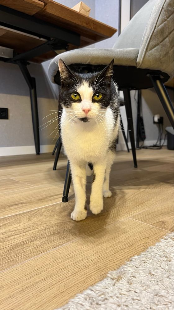 Кошеня в добрі руки !!! Кастрований і привитий! Кіт / Котик / Котеня