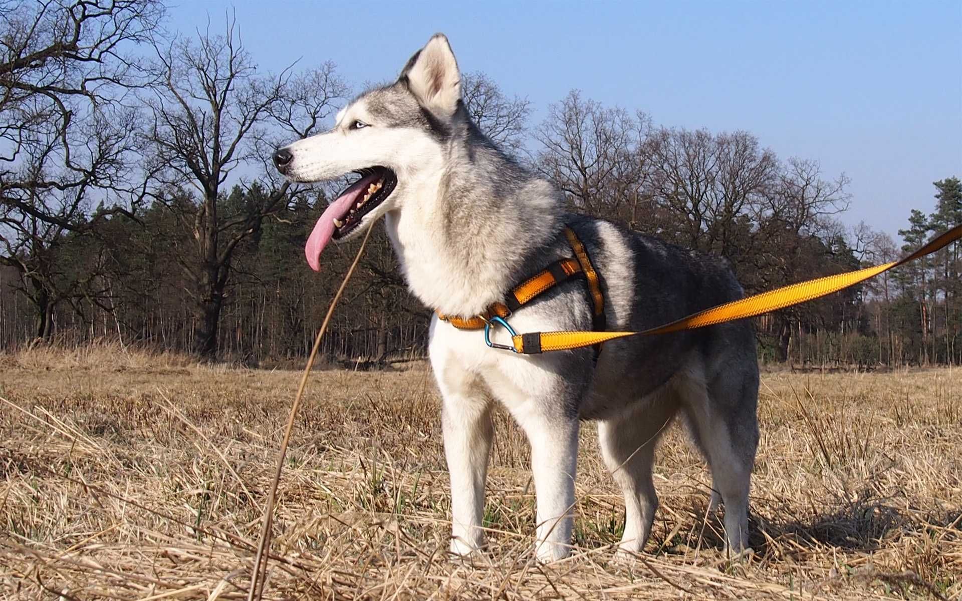 HIFICA LOOSE LEASH PA R LG Szelki Szkoleniowe Luźna Smycz do Nauki