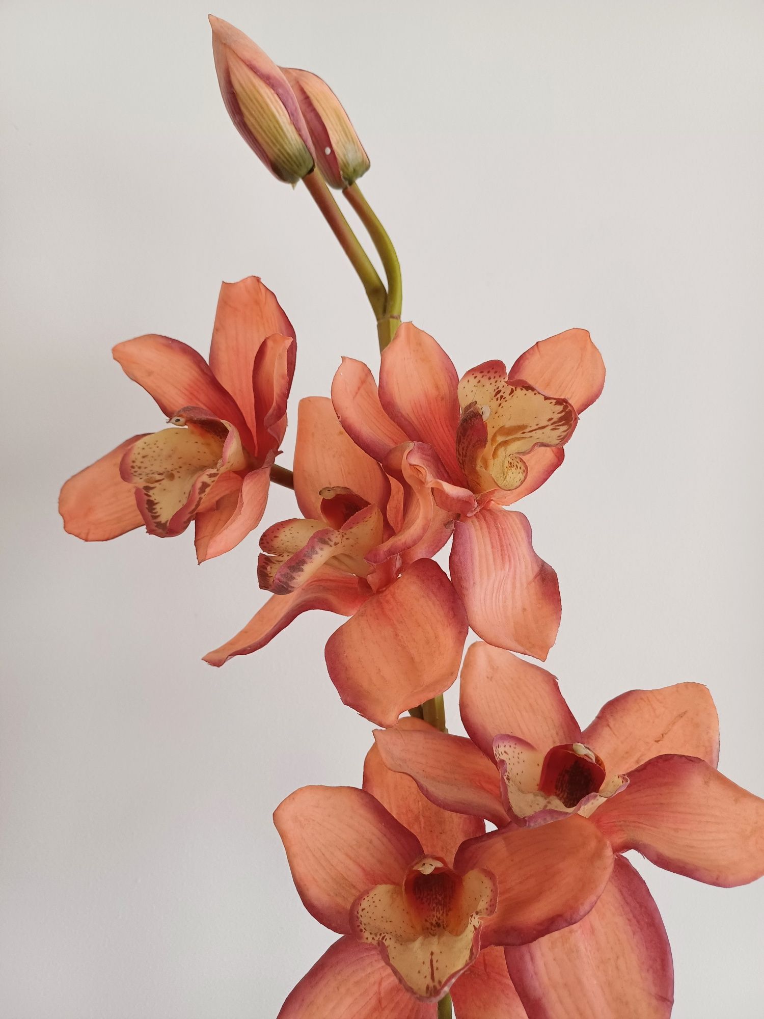 Pé   de   Orquídea