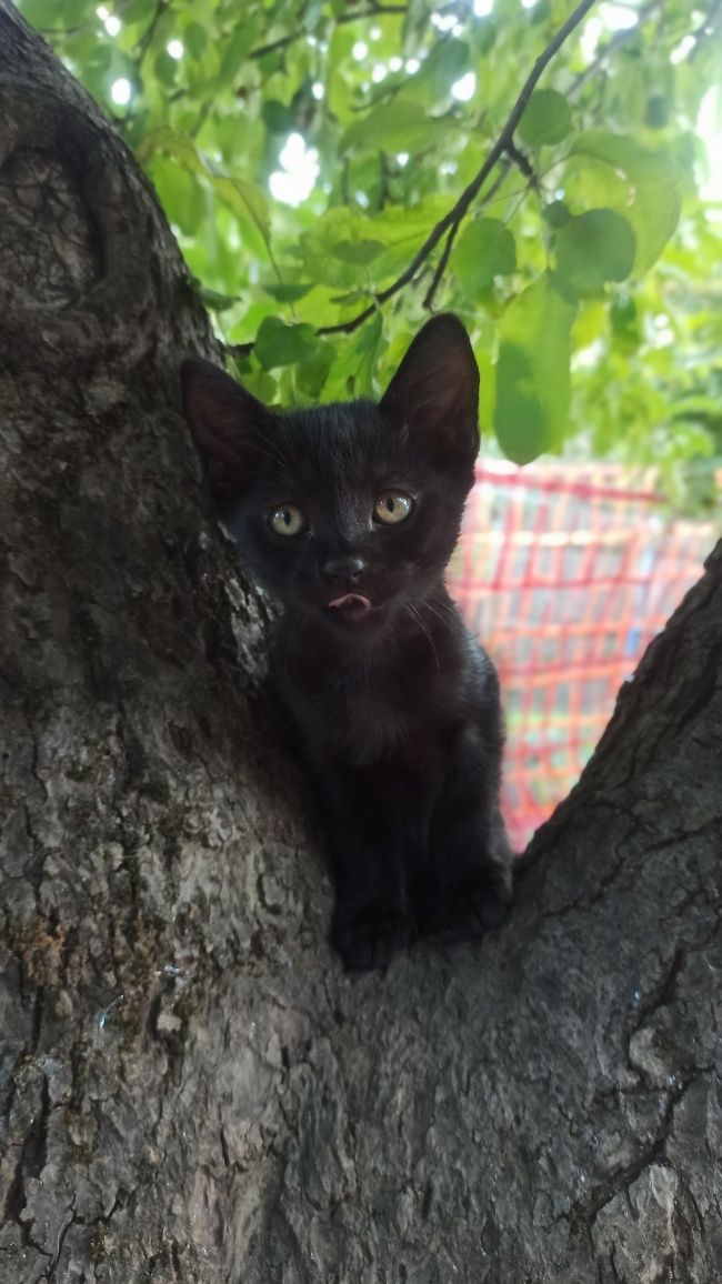 Віддам котенят у добрі руки!