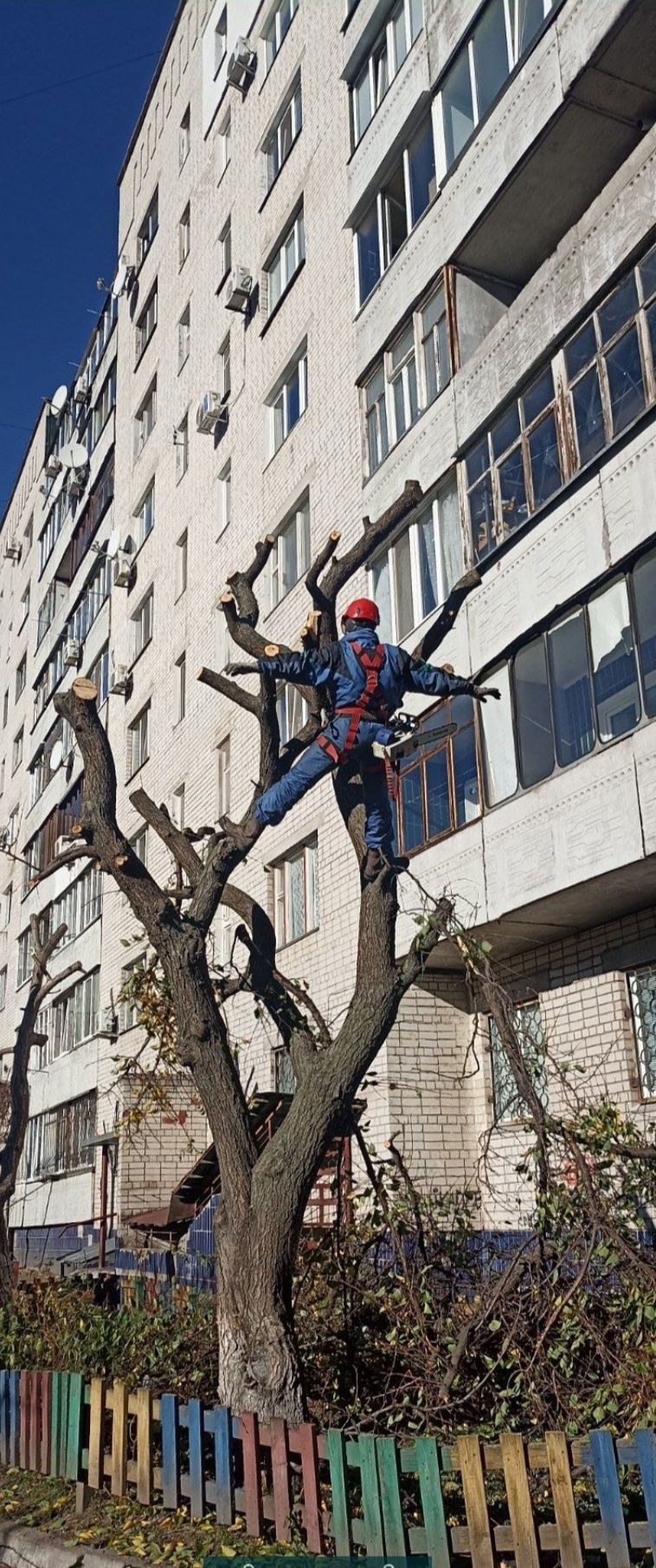 Спил дерев, гілок, любої складності