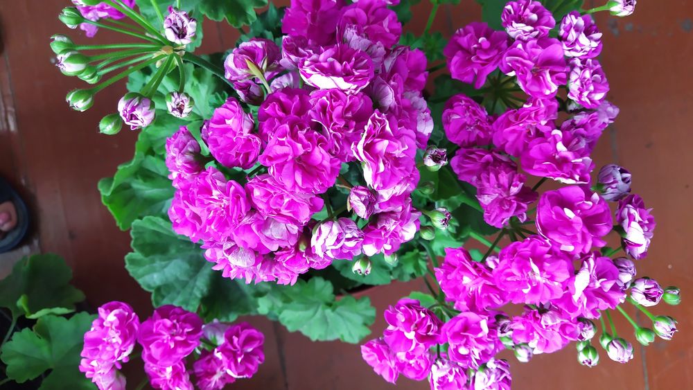 Продам зрізи та вкорінені сортові пеларгонії