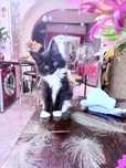 Main-coon Для самых Родителях