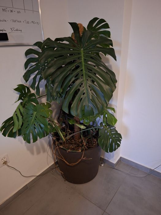 Monstera Dziurawa Kwiat doniczkowy