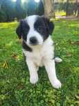 Border Collie czarno-biały szczeniak – klasyczne umaszczenie, metryka