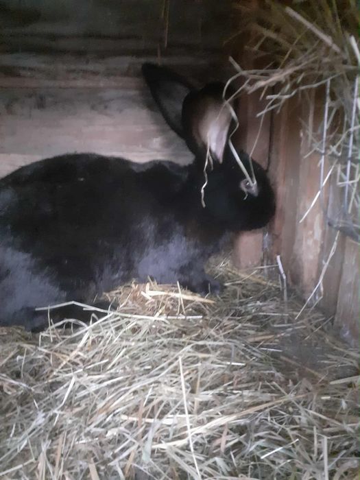 Samiec srokacz czarny pełnobarwny