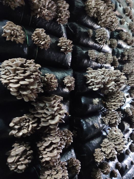 Мицелий вешенки К-17.