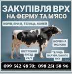 корову бика телицю