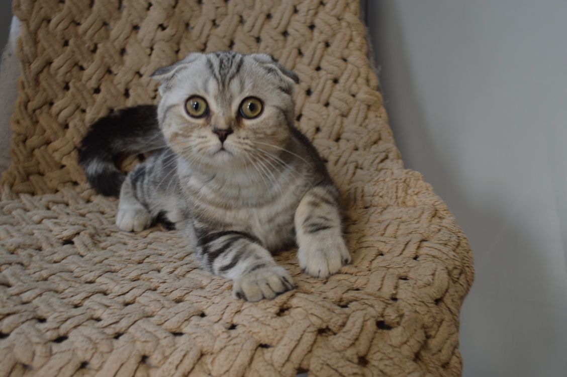 Породистые Котята вислоухие висловухі шотландські кошенята породисті