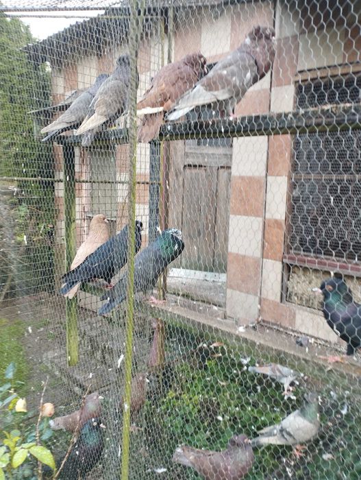 Gołębie,pawik, garłacz