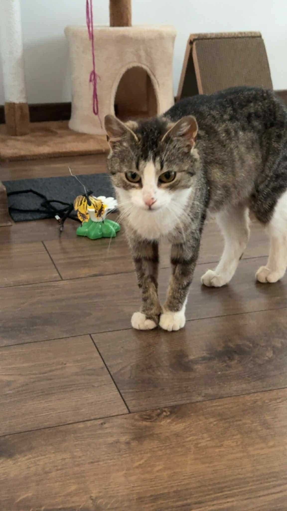 Mia młoda kotka do adopcji