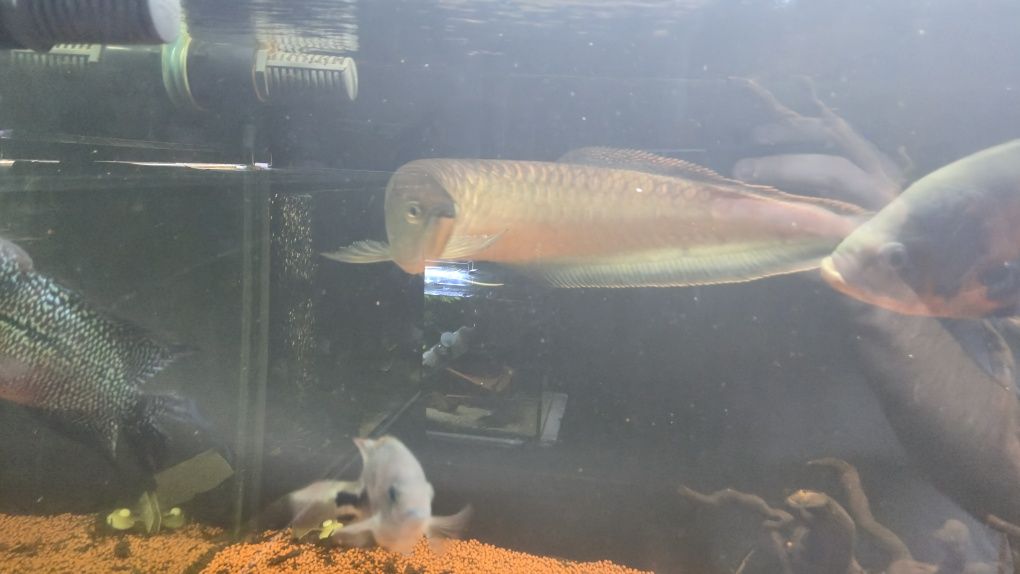 Arowana BLACK exemplar unico 45/50cm