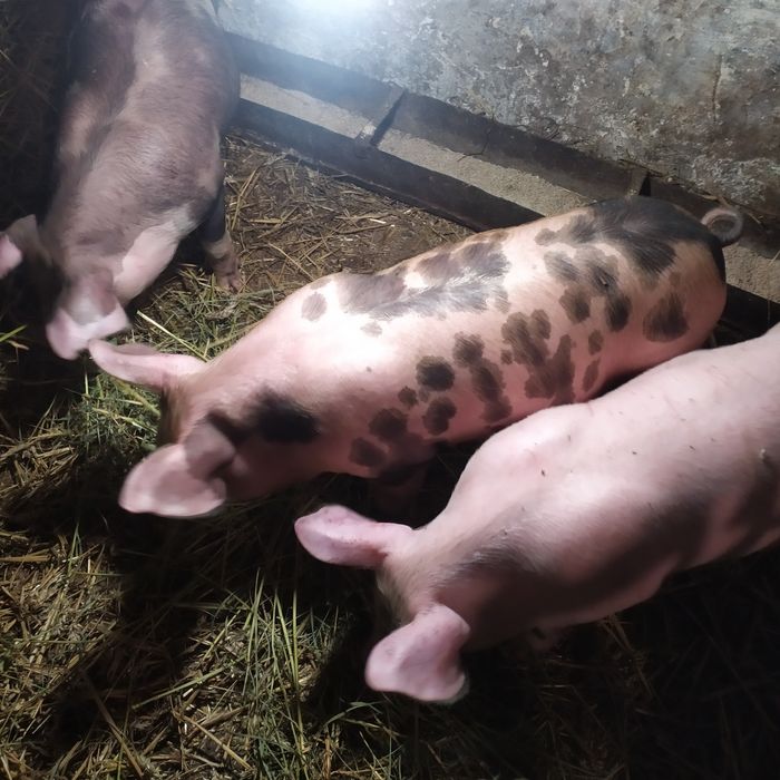 Малі поросята м'ясної породи