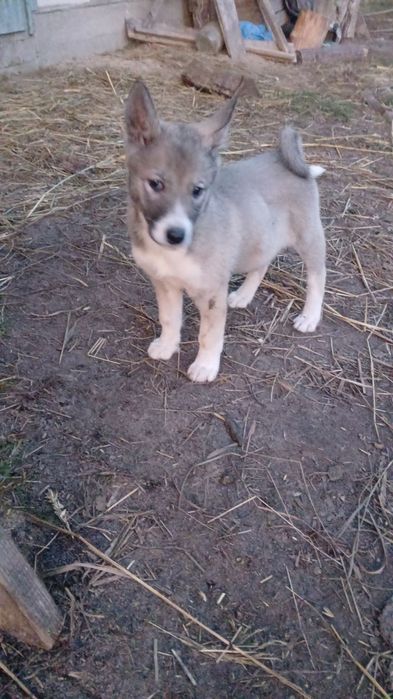 Продаються Щенята лайки!