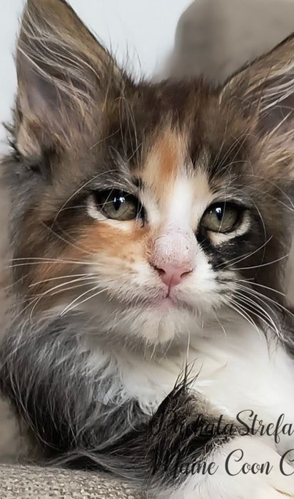 Maine coon rodowód Fife Fpl