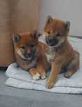 Shiba Inu szczenię