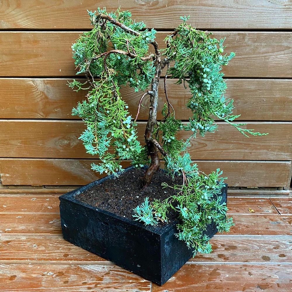 Jałowiec Płożący bonsai w recznie wykonanej betonowej donicy