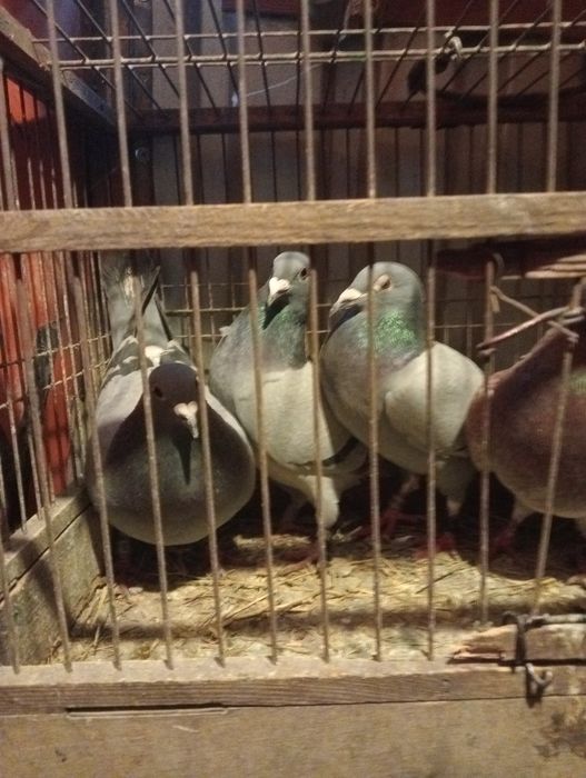 Gołębie pocztowe.