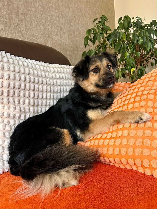 Podaruj jej dom! Mała Arizona!