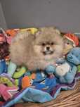 Pomeranian z rodowodem. Gotowy do odbiory