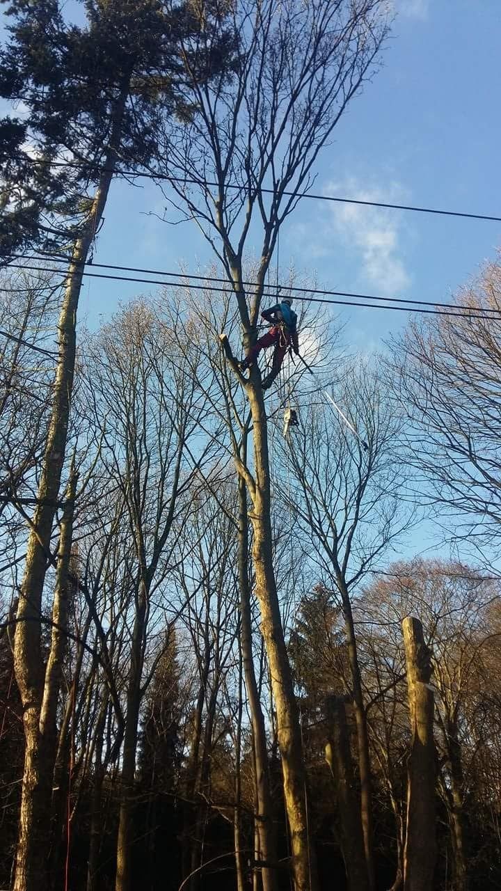 Wycinka i pielęgnacja drzew
