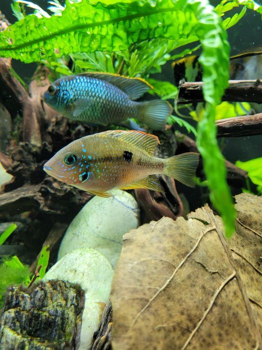 Zamienię samice pielęgnicy Eliota na samca