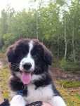 Wyjątkowy piesek Border Collie FCI - gotowy do kochania!