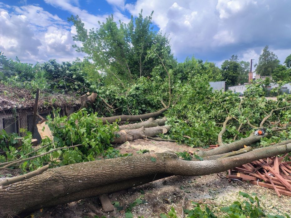 Wycinka drzew, cięcia pielęgnacyjne, usuwanie/ frezowanie pni, rębak