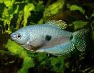 GB Gurami dwuplamisty niebieski, (Trichopodus trichopterus)
