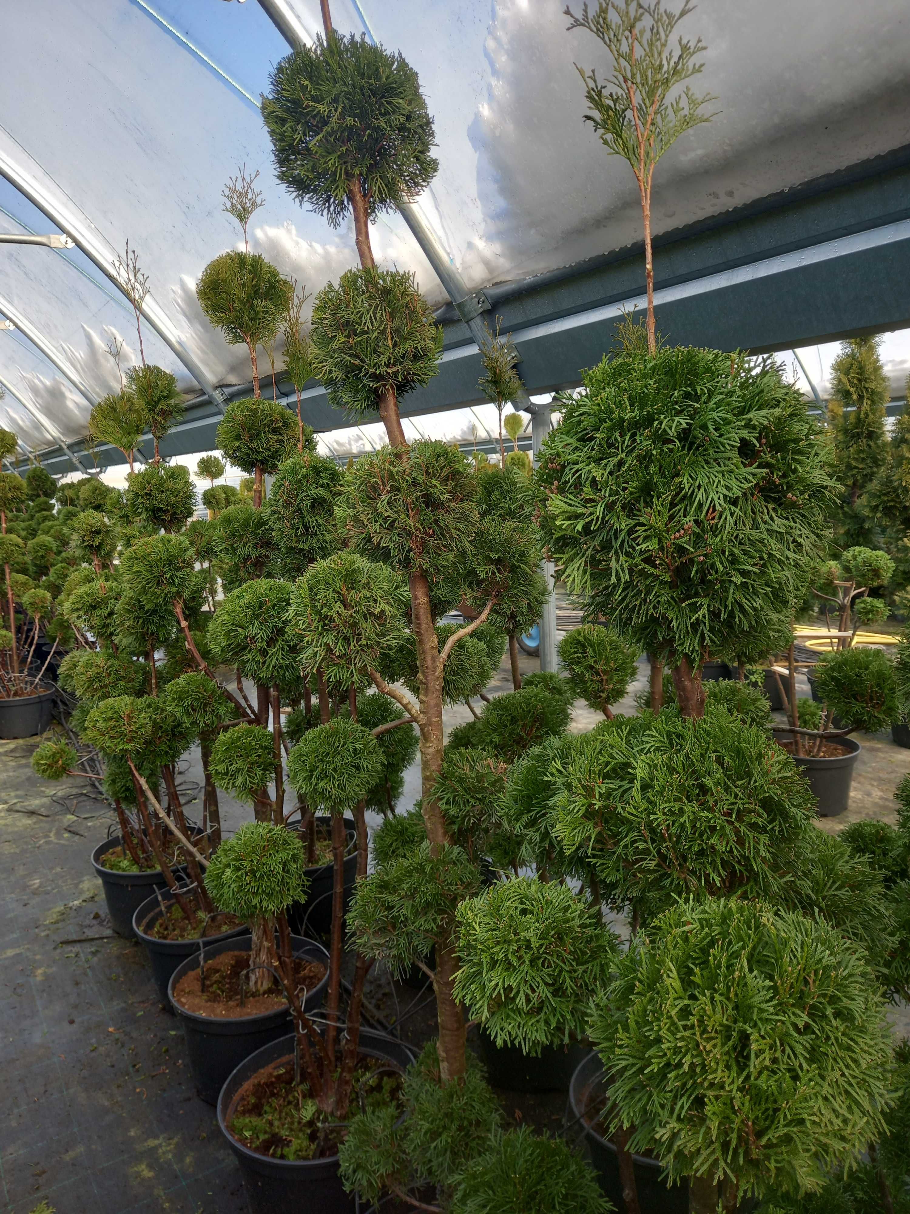 Tuje SZMARAGD (Thuja Smaragd), formowana, PRODUCENT, Tuja. RADOM
