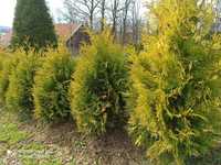 Thuja Tuja Sunkist