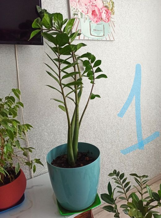 Заміакулькус , рослина