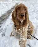 Roczny piesek Cocker Spaniel do adopcji