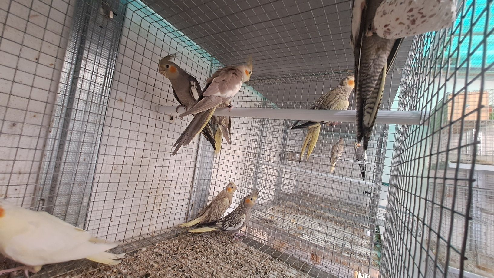 Lote de Caturras para acabar de criar á mão e algumas já independentes