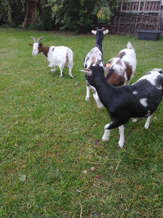 Sprzedam kózki miniaturki