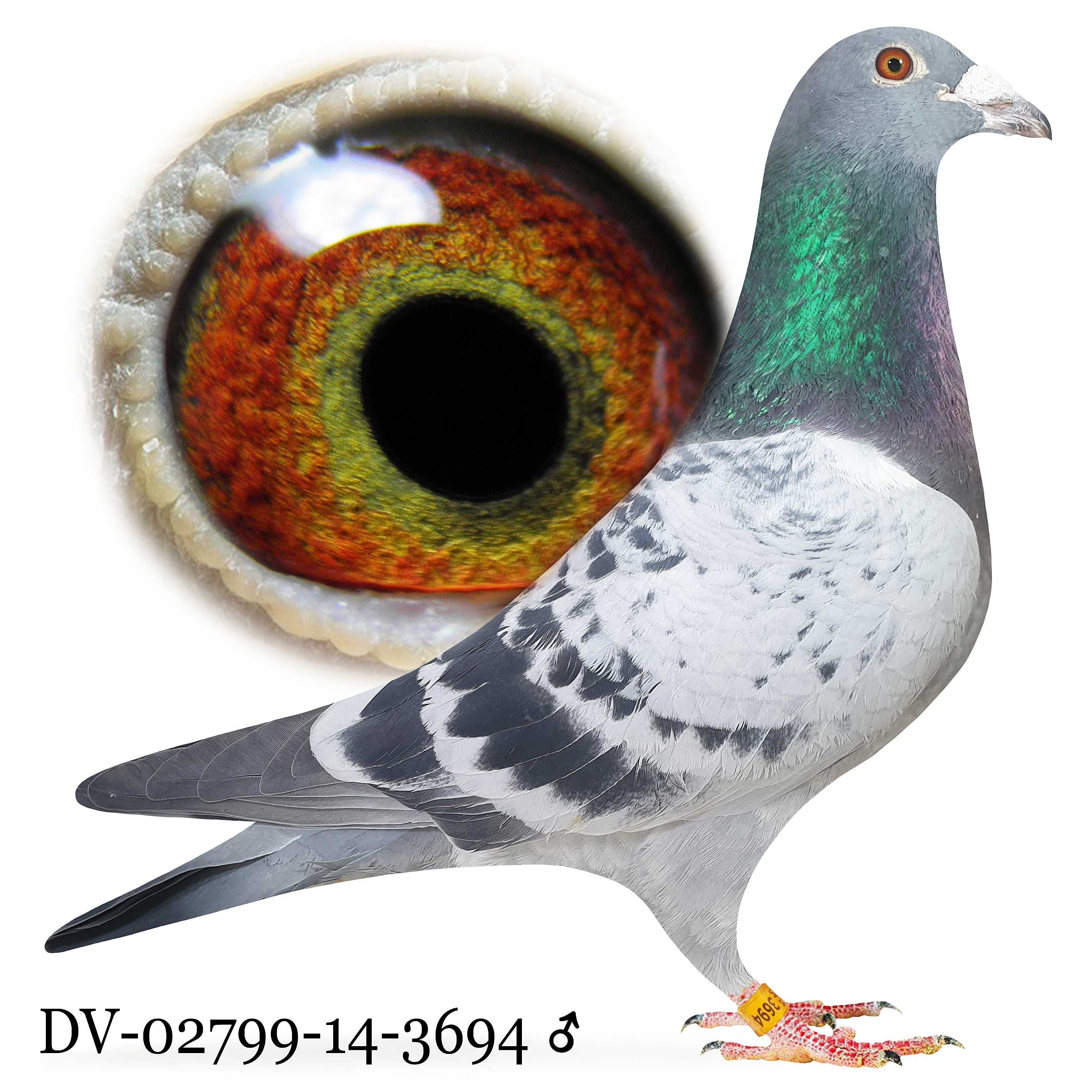Młode 2024 Para nr 32 Stichelbout/Heremans cust gołąb gołębie pocztowe
