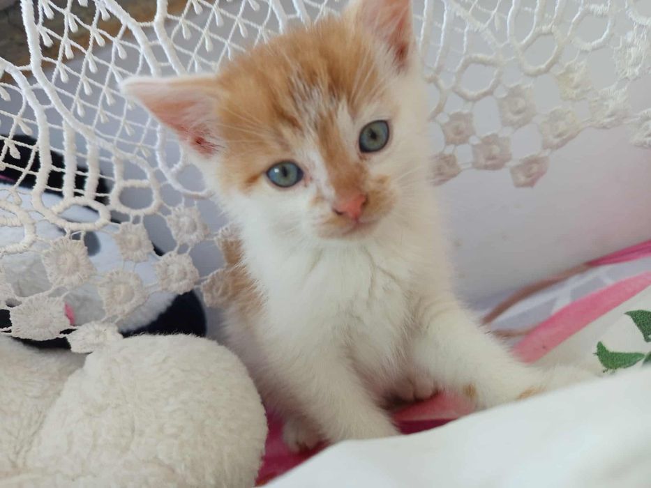 Mały kotek do oddania