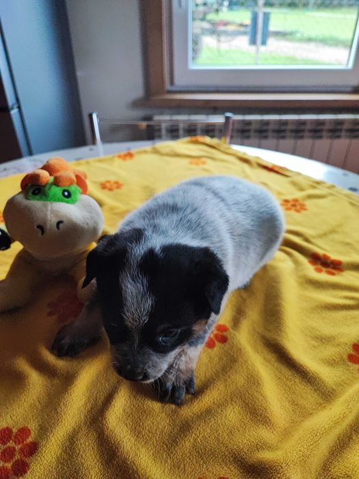 Suczka Australian Cattle Dog