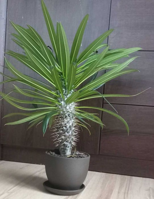 Palma Madagaskaru 50 CM