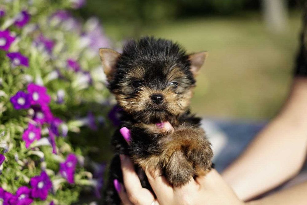 Хлопчики та дівчатка йорки