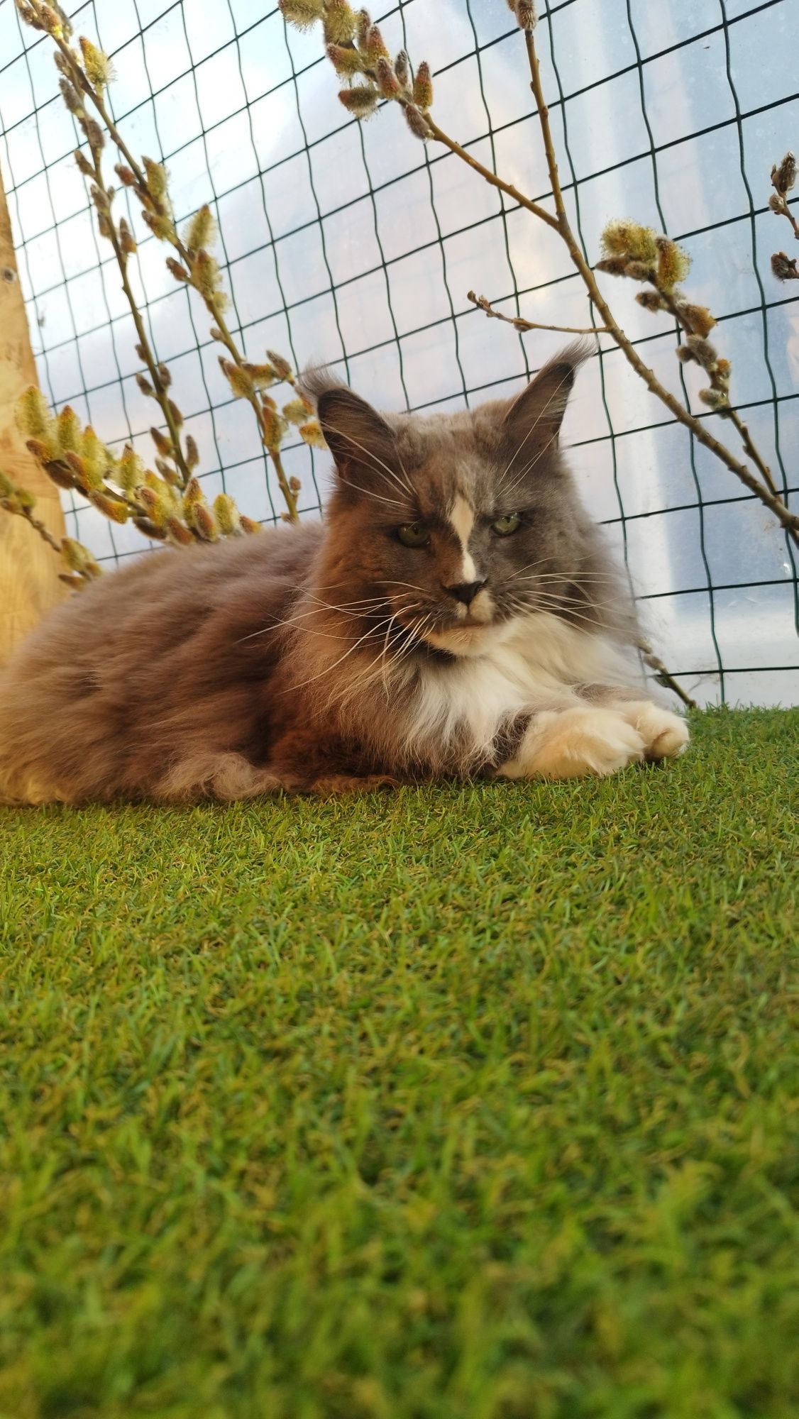 Maine coon кошечка