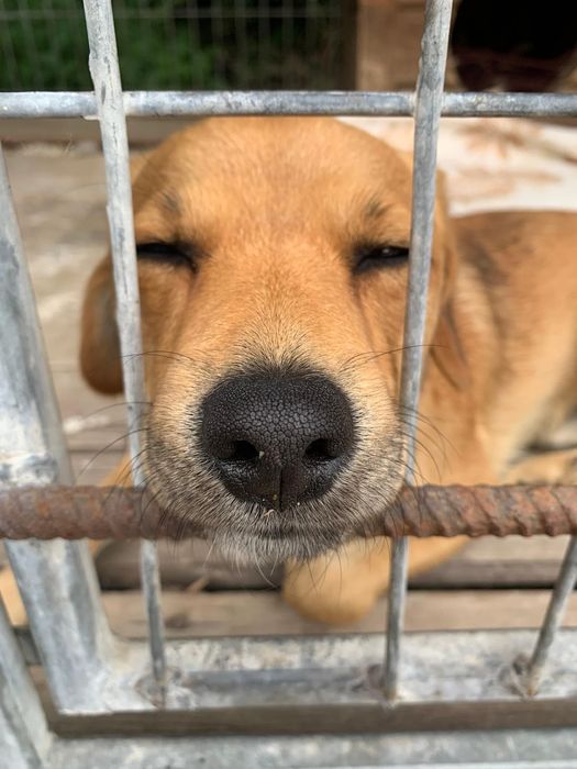 Pilnie potrzebny dom dla pieska Watsona