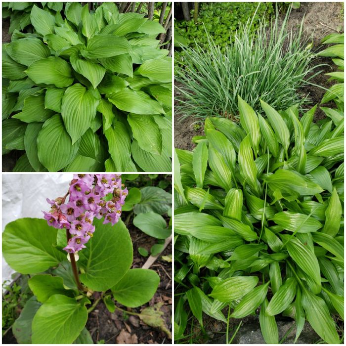 Саженцы Бадана,Хосты,Мелиссы