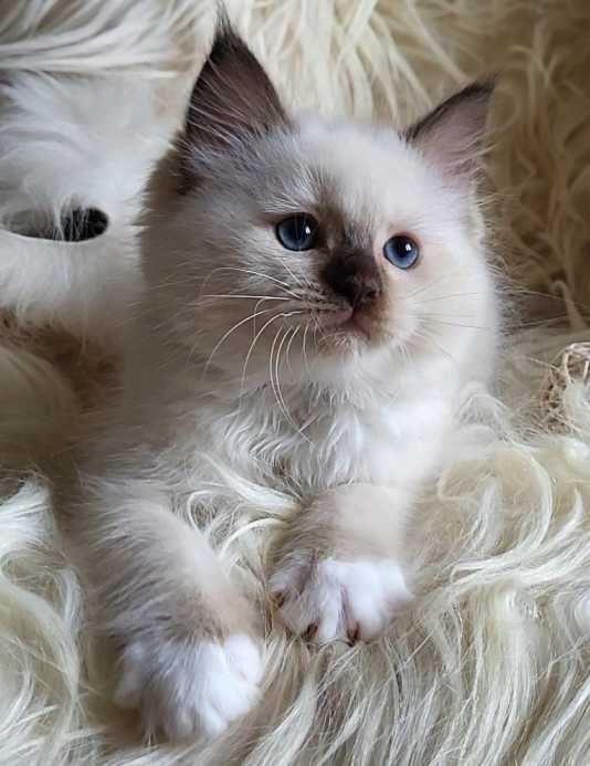 Kocurek Ragdoll z rodowodem WCF- lipiec