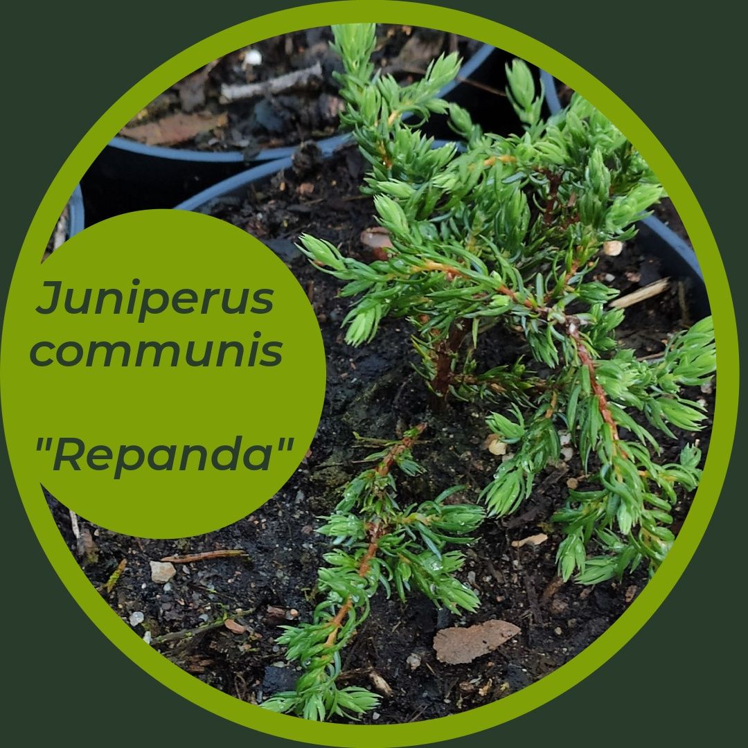 Juniperus communis Repanda