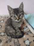 Kocurki do adopcji.