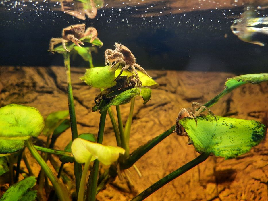 Krab mekong ( Mekhong thelphusa)