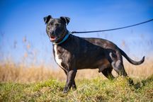 RAVEN pies mieszanka amstaffa adopcja schronisko kochany