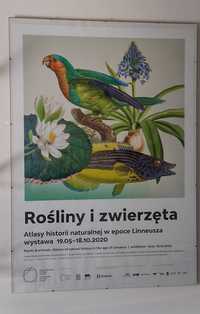 Plakat Rośliny i zwierzęta w antyramie 70 cm x 100 cm (szkło)