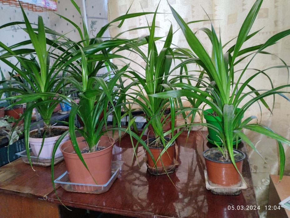 Панданус,винтовая пальма.